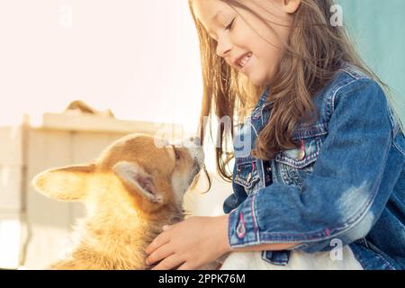 Seitenansicht eines lächelnden kleinen Mädchens mit langen dunklen Haaren, das eine Jeansjacke trägt und den wunderbaren walisischen pembroke Corgi betrachtet. Stockfoto