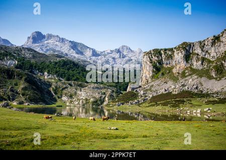 Ercina-See in Picos de Europa, Asturien, Spanien Stockfoto