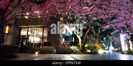 Starbucks in Linko, New Taipei City, Taiwan im Frühling mit blühendem Sakurabaum Stockfoto