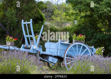 Blauer Holzwagen mit Lavendeln in der Provence, Frankreich Stockfoto