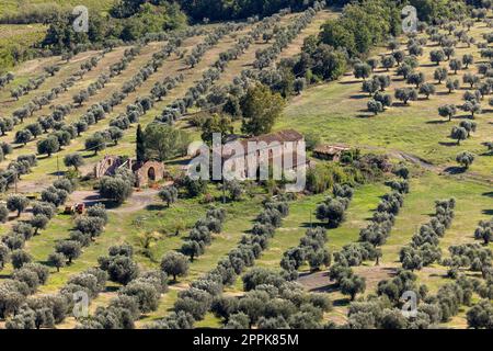 Ackerland und Olivenhaine um Montemassi in der Provinz Grosseto. Italien Stockfoto