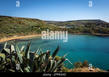 Malerische Landschaft der Mittelmeerküste in Golden Beach, Malta. Türkisfarbenes Wasser, grüne Agave im Vordergrund. Stockfoto