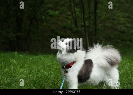 Süßer flauschiger pommerischer Hund, der im Park spaziert, Platz für Text Stockfoto