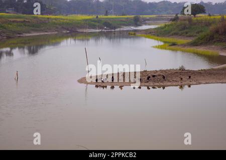 Schöne Aussicht auf den Padma Fluss in Bangladesch Stockfoto