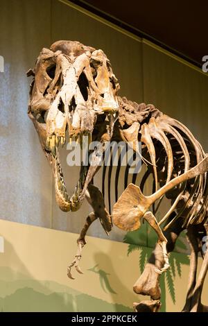 Tyrannosaurus Rex Fossil. Altes T-rex-Skelett im Museum. Stockfoto