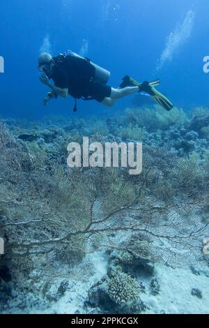 Einzeltaucher mit der Ausrüstung über farbenfrohes Korallenriff mit großem Gorgonian auf dem Grund des tropischen Meeres, Unterwasserlandschaft Stockfoto