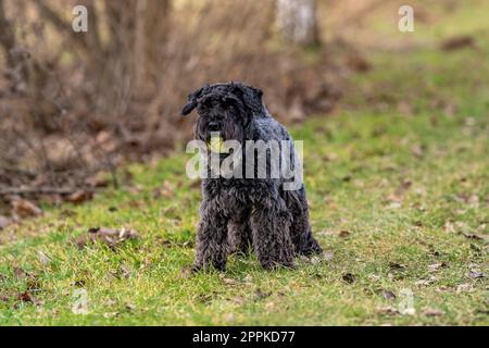 Ein Hund mit einem Tennisball spielt auf der Wiese, kleiner schwarzer Schnauzer Stockfoto