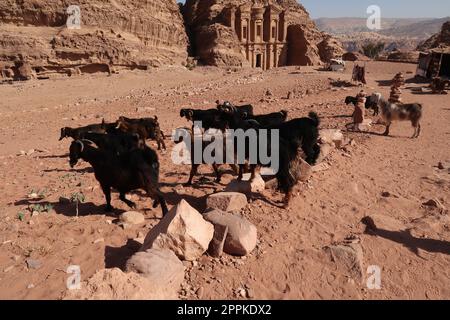 Ziegenherde in der Nähe des Klosters, ad Deir, der antiken nabatäischen Stadt Petra, Jordanien Stockfoto