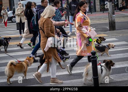 Breslau, Polen - 19. September 2021: Hunde an der Leine und ihre Besitzer auf einer Hundeparade in der Innenstadt von Breslau. Stockfoto