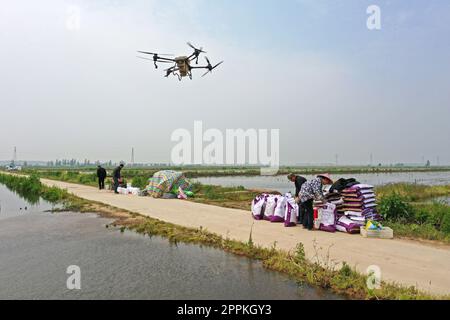 (230424) -- HEFEI, 24. April 2023 (Xinhua) -- Dieses Luftfoto, das am 19. April 2022 aufgenommen wurde, zeigt eine Drohne, die auf einer Farm in Susong County, Ostchina, in der Provinz Anhui, Flusskrebsfutter verbreitete. (Foto: Li Long/Xinhua) Stockfoto