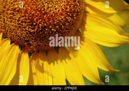 Bieneninsekten und Nektar-Süßwasser auf Gemeiner Sonnenblumenpflanze auf Gartenparkplätzen in der ländlichen Landschaft von Saraburi bei Lop buri essen; Stockfoto