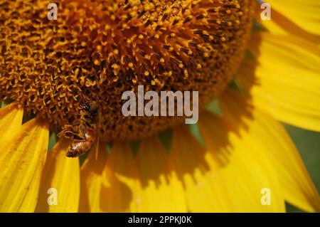 Bieneninsekten und Nektar-Süßwasser auf Gemeiner Sonnenblumenpflanze auf Gartenparkplätzen in der ländlichen Landschaft von Saraburi bei Lop buri essen; Stockfoto