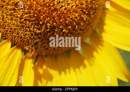 Bieneninsekten und Nektar-Süßwasser auf Gemeiner Sonnenblumenpflanze auf Gartenparkplätzen in der ländlichen Landschaft von Saraburi bei Lop buri essen; Stockfoto