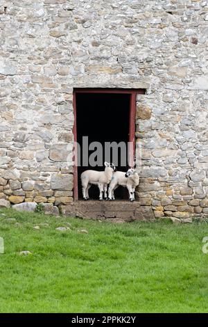 Yorkshire Dales - Swaledale Sheep Lambs, die im Eingang einer alten Scheune stehen - Yorkshire, England, Großbritannien Stockfoto