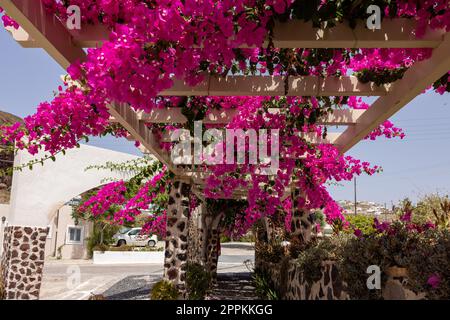 Blühende rote Bougainvillea blüht auf Santorini. Stockfoto