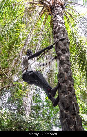 Gambia - Banjul, Makasutu National Park - Makasutu Kulturwald in Bufuloto Stockfoto