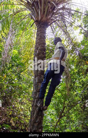 Gambia - Banjul, Makasutu National Park - Makasutu Kulturwald in Bufuloto Stockfoto