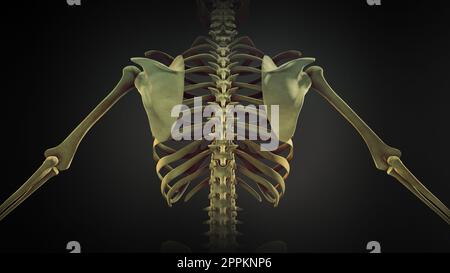 Die Anatomie der Rippenkastengelenke Stockfoto