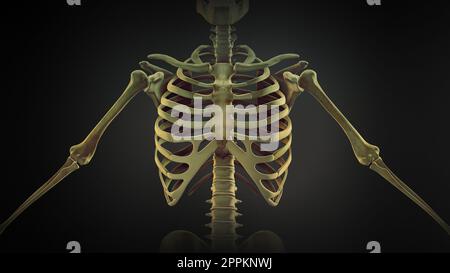 Die Anatomie der Rippenkastengelenke Stockfoto