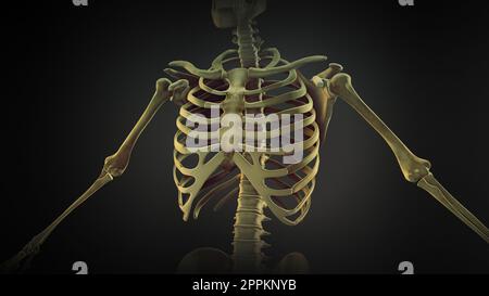 Die Anatomie der Rippenkastengelenke Stockfoto