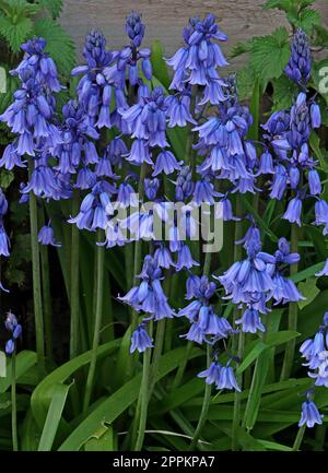 Hyacinthoides non scriptus - einheimische englische Frühling Bluebells, Stockton Heath, Warrington , Cheshire, England, UK, WA4 6HN Stockfoto