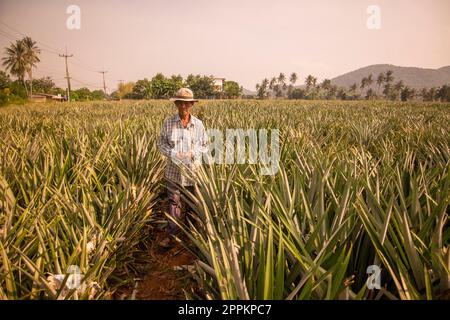 THAILAND PRACHUAP HUA HIN ANANASPLANTAGE Stockfoto