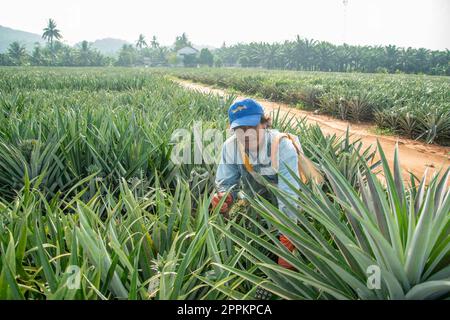 THAILAND PRACHUAP HUA HIN ANANASPLANTAGE Stockfoto