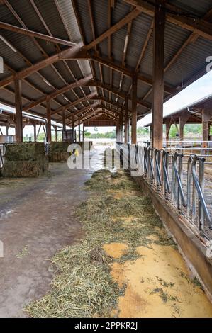 Leerer Kuhstall ohne Kühe auf einem Bauernhof, abgetrennte Räume für die Kühe Metallzaun, Heu vorne, vertikaler Schuss Stockfoto