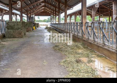 Leerer Kuhstall ohne Kühe auf einem Bauernhof, abgetrennte Räume für die Kühe, Metallzaun, Heu vor dem Hof Stockfoto