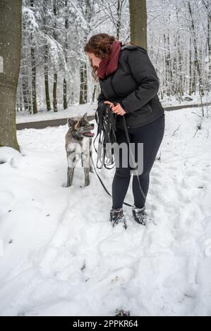 Eine Frau mit lockigem Haar und warmer Kleidung führt ihren akita inu Hund im Winter mit grauem Fell mit Schnee Stockfoto