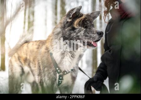 Akita inu Hund mit grauem und orangefarbenem Fell steht neben seiner Meisterin mit braunen Locken im Winter mit Wald und Schnee im Hintergrund, Sonnenstrahl Stockfoto