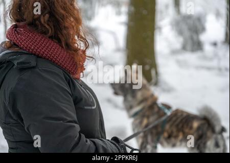 Weibliche Meisterin mit braunen Locken, die im Winter mit Schnee neben ihrem akita inu-Hund mit grauem und orangefarbenem Fell stand Stockfoto