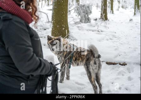 Weibliche Meisterin mit braunen Locken, die im Winter mit Schnee neben ihrem akita inu-Hund mit grauem und orangefarbenem Fell stand Stockfoto