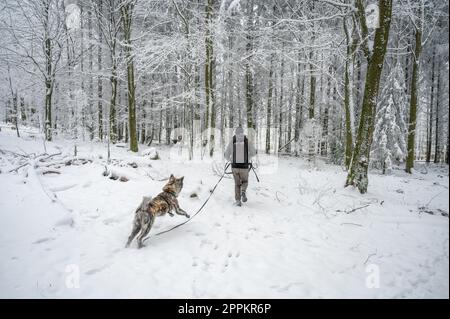 Ein Mann mit Hut, Rucksack und Winterkleidung geht mit seinem akita inu Hund mit grauem Fell im Wald spazieren, mit viel Schnee, Rückblick, Hund springt und rennt Stockfoto