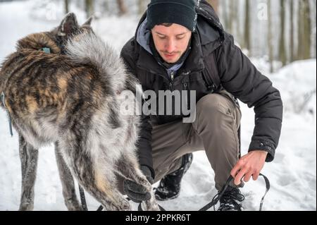 Junger Mann mit Bart und Hut entfernt die Leine vom Bein seines akita inu Hundes, graue akita inu, im Wald im Winter mit Schnee Stockfoto