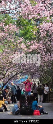Bishanyan Cherry Blossom Tunnel, Taipei City, Taiwan Stockfoto