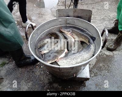 Wels in einem großen verzinkten Becken können gewogen und in ein Fischlager geladen werden. Die Fische ersticken. Fischerbeine in schwarzen Gummistiefeln und grüner Uniform Stockfoto