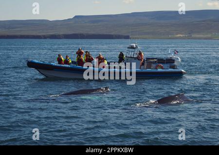 Menschen, die Fotos von Delfinlandschaften machen Stockfoto