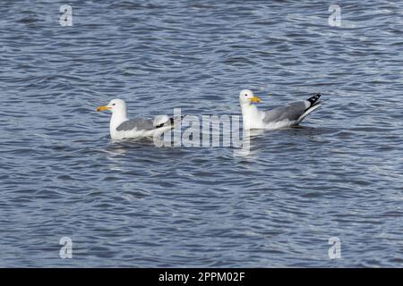 Zwei weiße Kaspische Möwen schwimmen an einem sonnigen Frühlingstag im blauen Wasser. Stockfoto