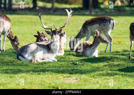 Männliche Hirsche, die an einem sonnigen Tag auf dem Gras sitzen und von weiblichen Hirschen umgeben sind Stockfoto