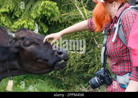 Nahaufnahme einer Fotografin, die eine Kuh streichelt, mit einem Glockenfoto Stockfoto