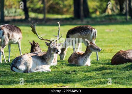 Männliche Hirsche, die an einem sonnigen Tag auf dem Gras sitzen und von weiblichen Hirschen umgeben sind Stockfoto