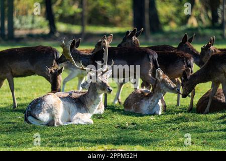 Männliche Hirsche, die an einem sonnigen Tag auf dem Gras sitzen und von weiblichen Hirschen umgeben sind Stockfoto