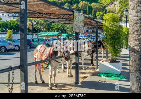 MIJAS, SPANIEN - 9. OKTOBER 2021: Esel in der Stadt Mijas, Andalusien, Südspanien. Eine der Touristenattraktionen in Mijas sind Besichtigungstouren mit Burro-Taxis oder Eselkarren und Eselrückenkutschen Stockfoto