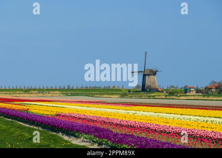 Windmühle mit Tulpenfeld in Nordholland, Niederlande Stockfoto