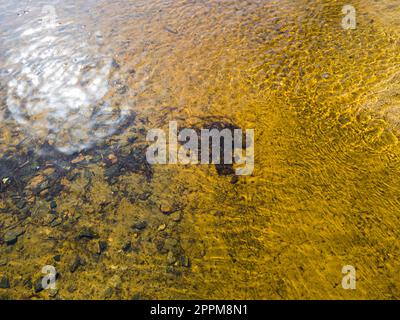 Waldwasser mit gelbem Sand und Steinen. Im Wasser schwimmende Würmer, konzentriert in der Mitte des Flusses. Das Blenden der Sonne auf dem Wasser. Stockfoto