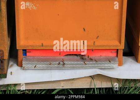 Flugbetrieb vor einem Bienenstock Stockfoto
