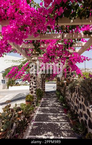 Blühende rote Bougainvillea blüht auf Santorini. Stockfoto