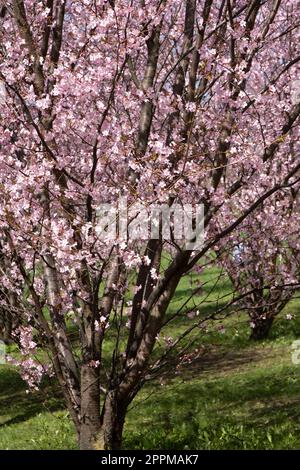Foto Kirschbaum mit Blumen groß auf der grünen Allee Stockfoto