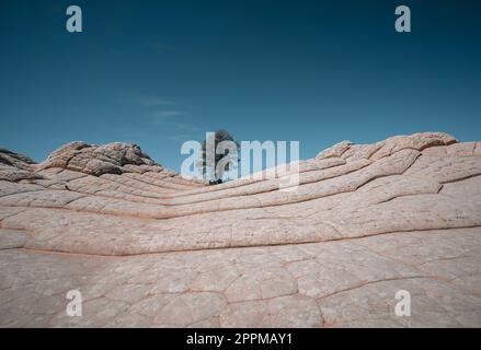 White Pocket, Vermilion Cliffs National Monument, USA. Ponderosa Kiefernbaum. Blauer Himmel. Reise- und Abenteuerkonzept. Stockfoto